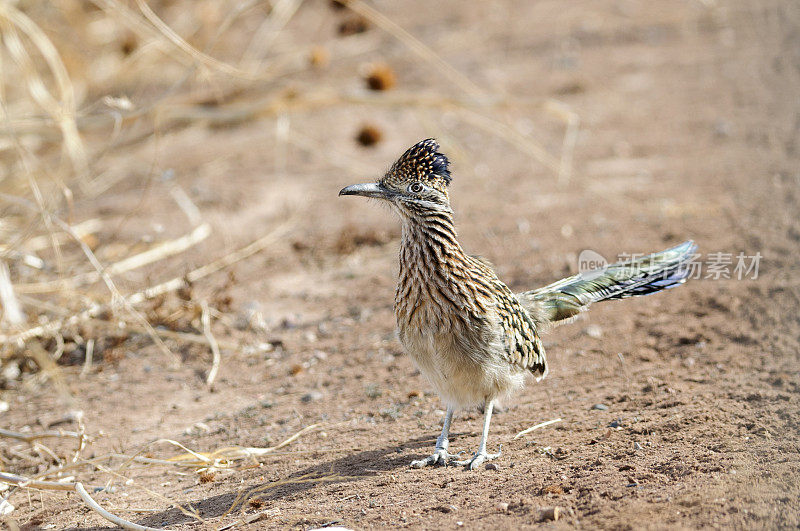 跑步者(Geococcyx californianus)